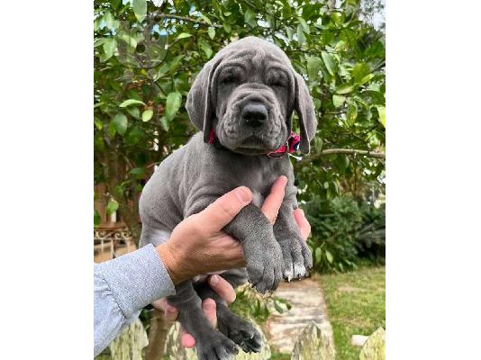 PoulaTo: Kc reg Puppies της Great Dane